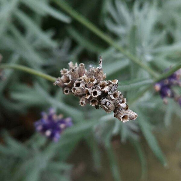 Lavandula angustifolia Ovoce