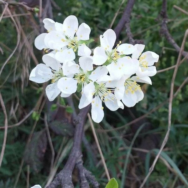 Prunus domestica Flors