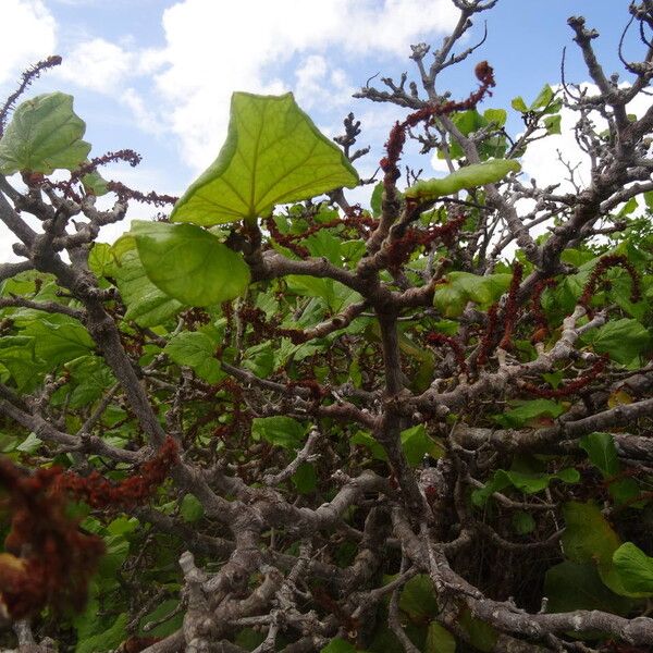 Coccoloba pubescens (Mountain-grape)