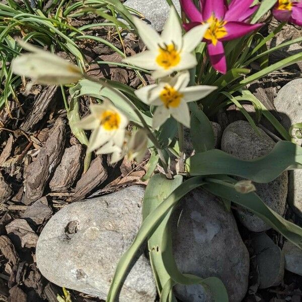 Tulipa turkestanica Kvet