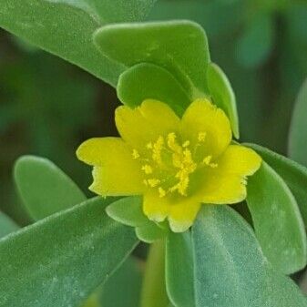 Portulaca oleracea 花