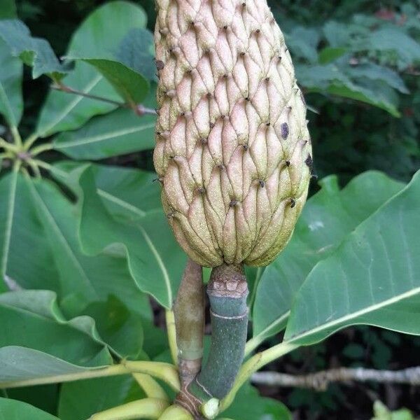 Magnolia officinalis Vaisius