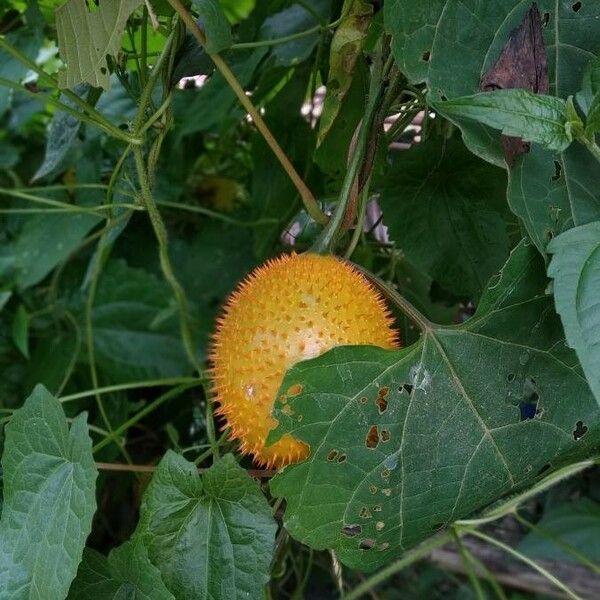 Momordica cochinchinensis Fruit