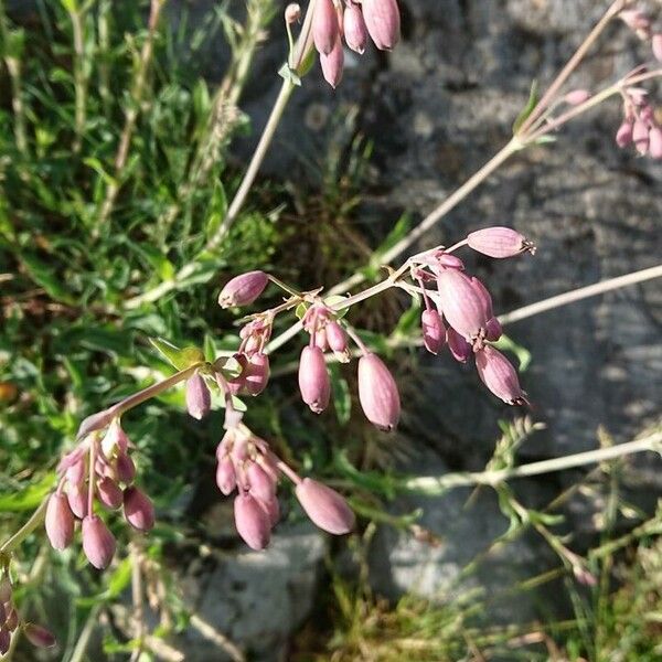 Silene behen Bloem