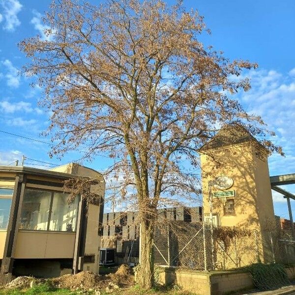 Robinia pseudoacacia Vivejo