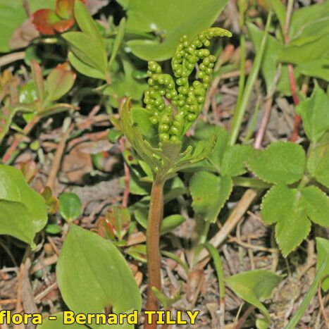 Botrychium lanceolatum ശീലം