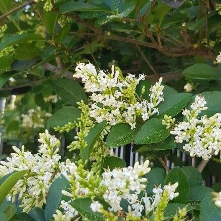 Ligustrum vulgare Kwiat