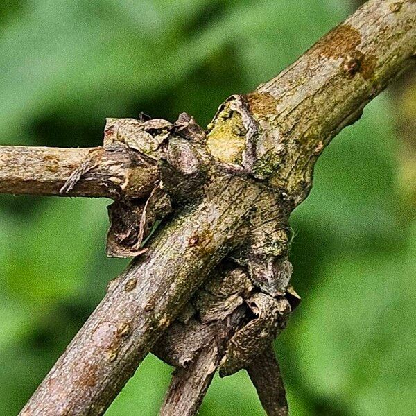 Sambucus racemosa Corteccia