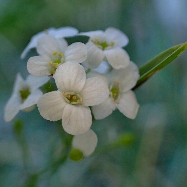 Kernera saxatilis Flower