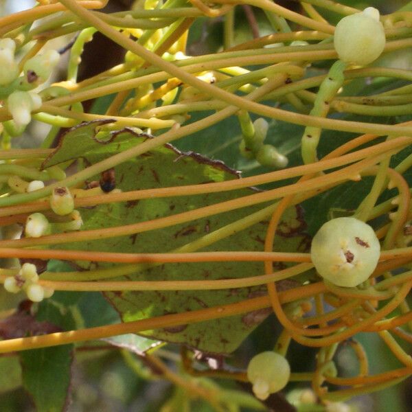 Cassytha filiformis Fruit