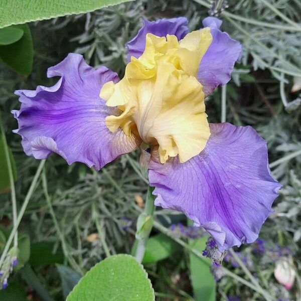 Iris × germanica Žiedas