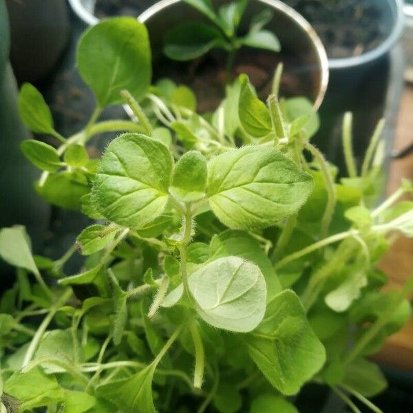 Origanum majorana Blad