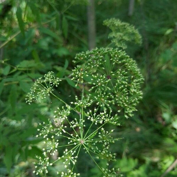 Cicuta maculata Virág