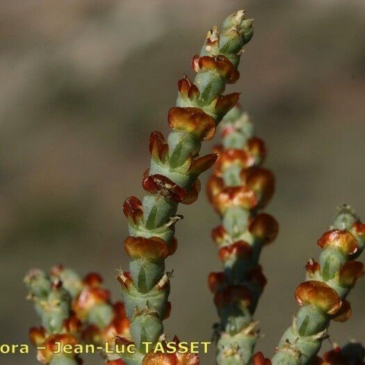 Anabasis articulata 形態