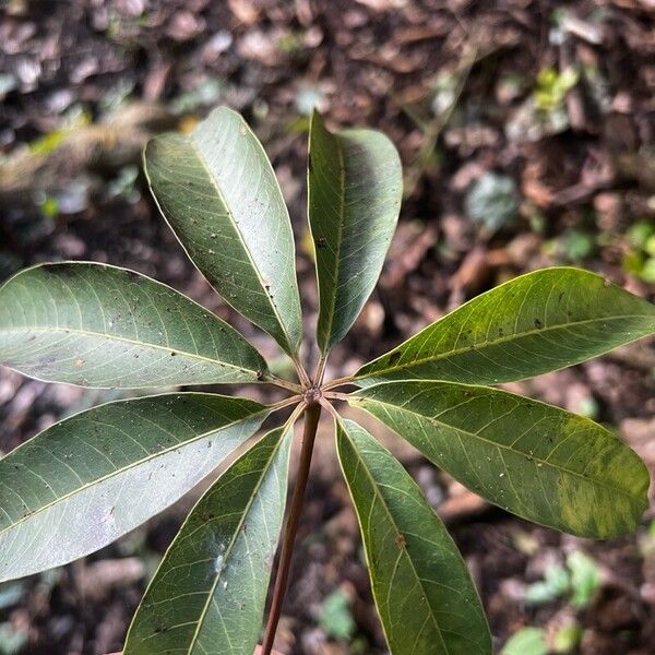 Ceiba pentandra ഇല