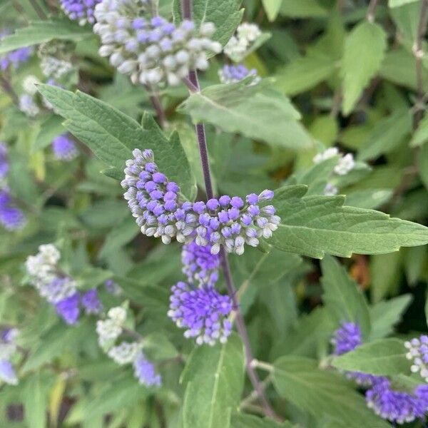 Caryopteris × clandonensis Žiedas