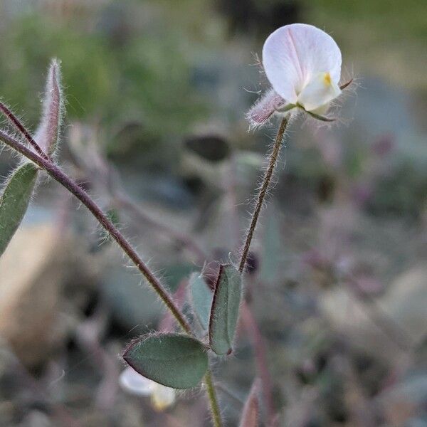 Acmispon americanus Virág