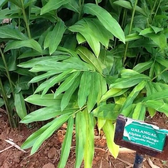 Alpinia galanga Leaf