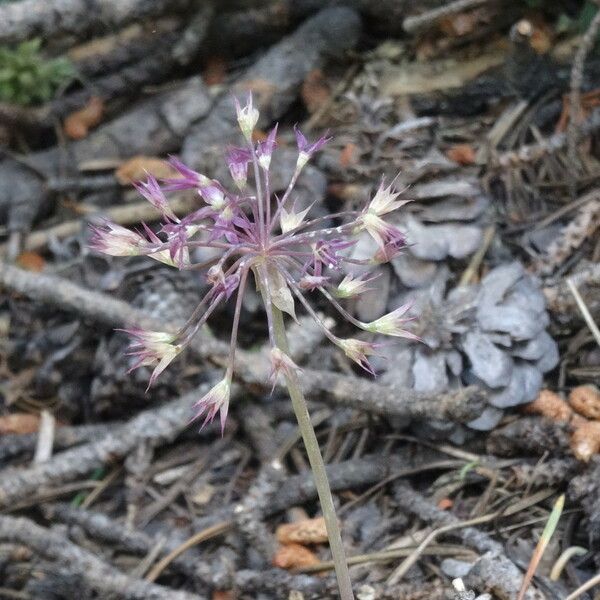 Allium campanulatum Çiçek
