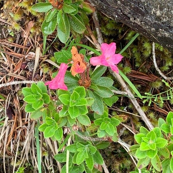 Rhododendron hirsutum പുഷ്പം