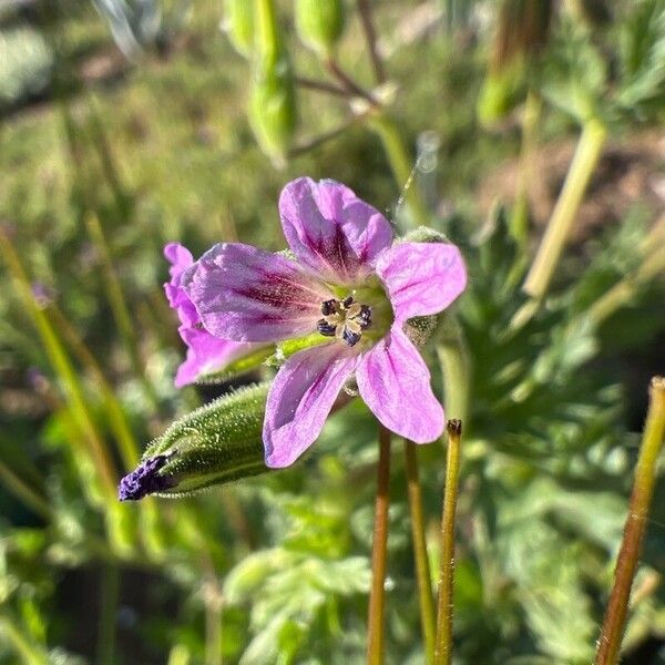 Erodium brachycarpum Lorea