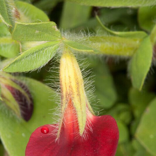 Lotus tetragonolobus Flower