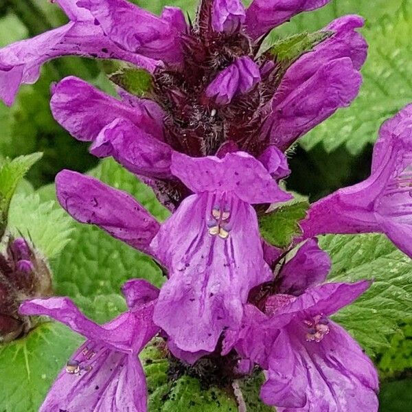 Betonica macrantha Flower