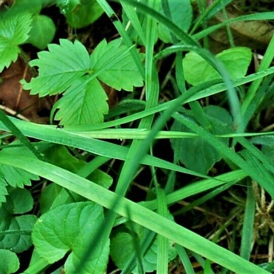 Sisyrinchium angustifolium Φύλλο