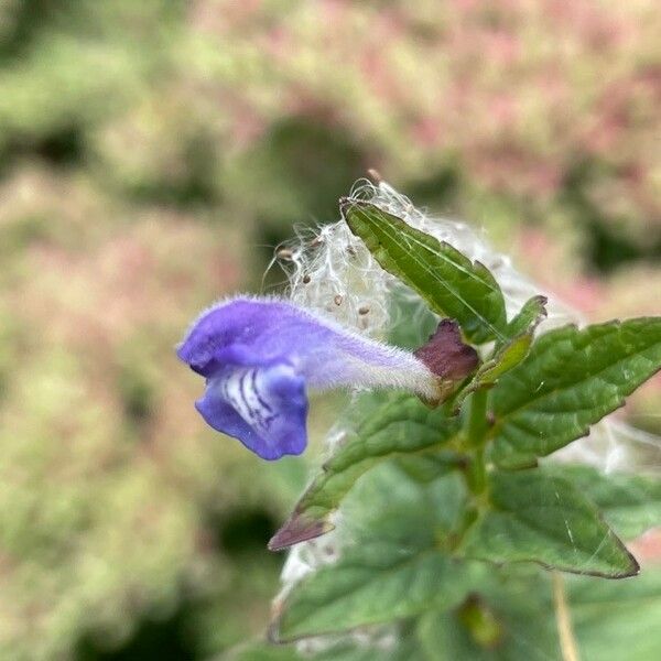 Scutellaria galericulata Lorea