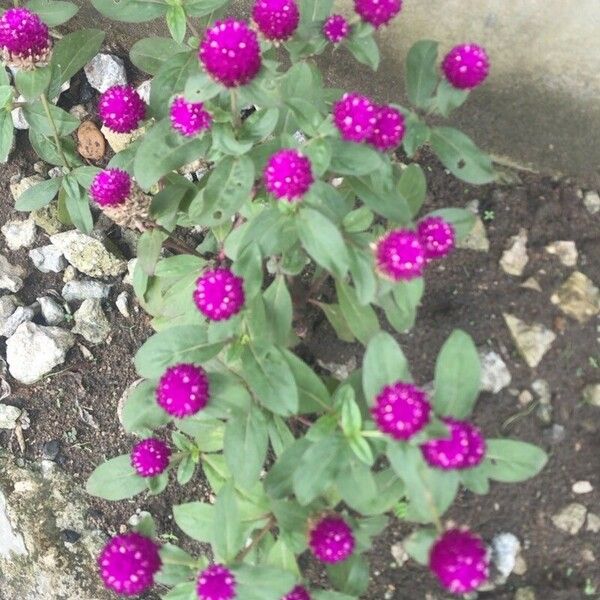 Gomphrena globosa Flower