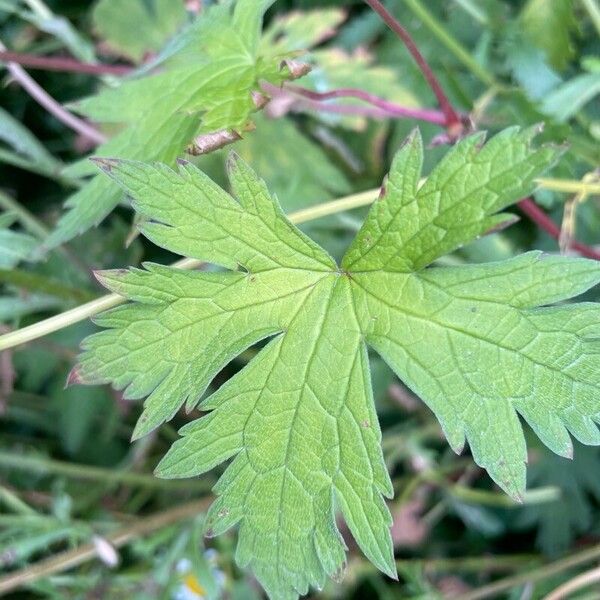 Geranium psilostemon برگ