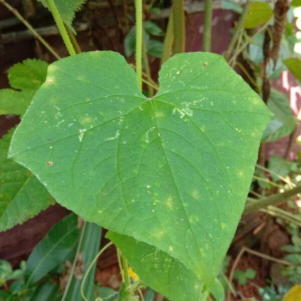 Cucumis sativus Leaf