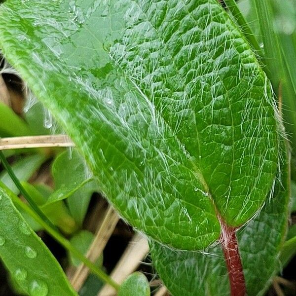 Salix reticulata Lehti