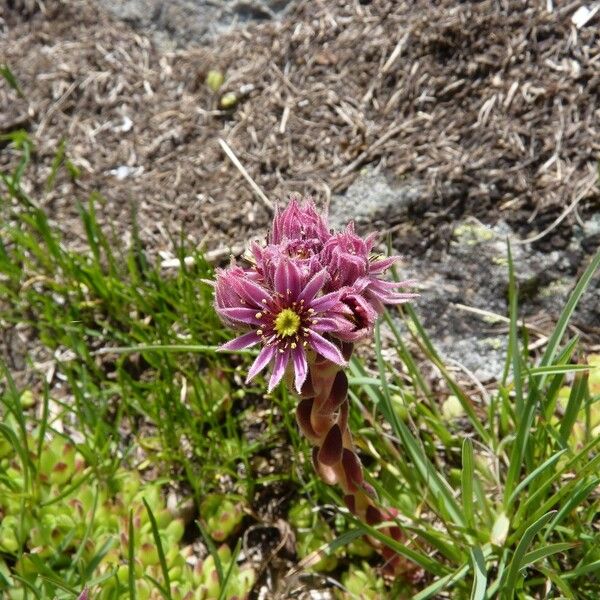 Sempervivum montanum Habit