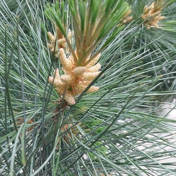 Pinus nigra Yaprak