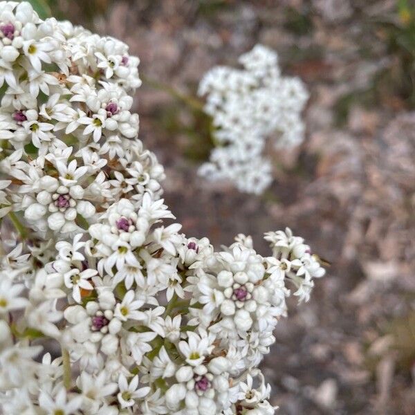 Conospermum longifolium