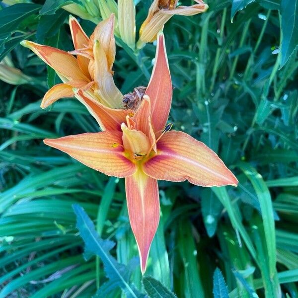 Hemerocallis fulva Flors