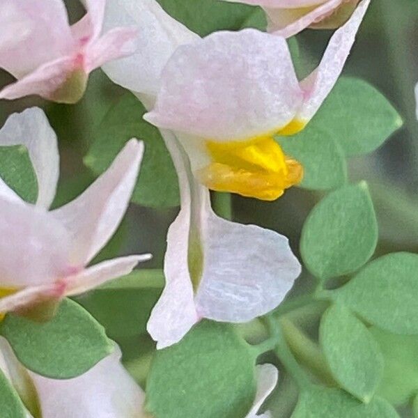 Sarcocapnos enneaphylla Flower