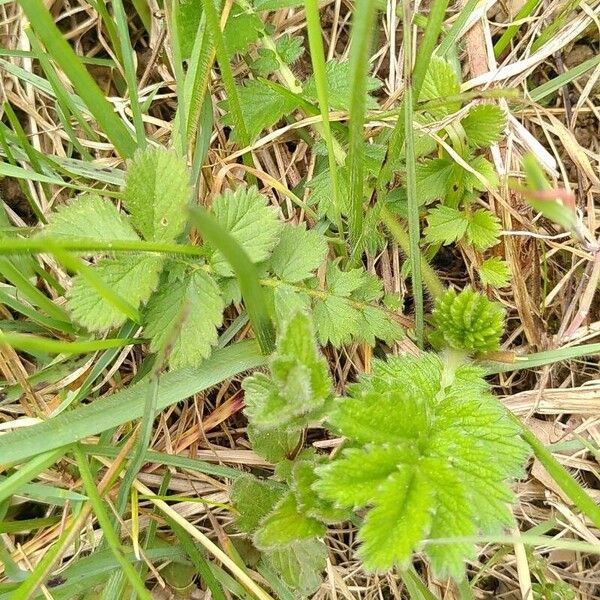 Agrimonia eupatoria Lehti