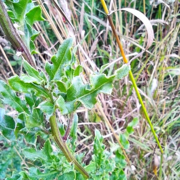 Cirsium arvense পাতা