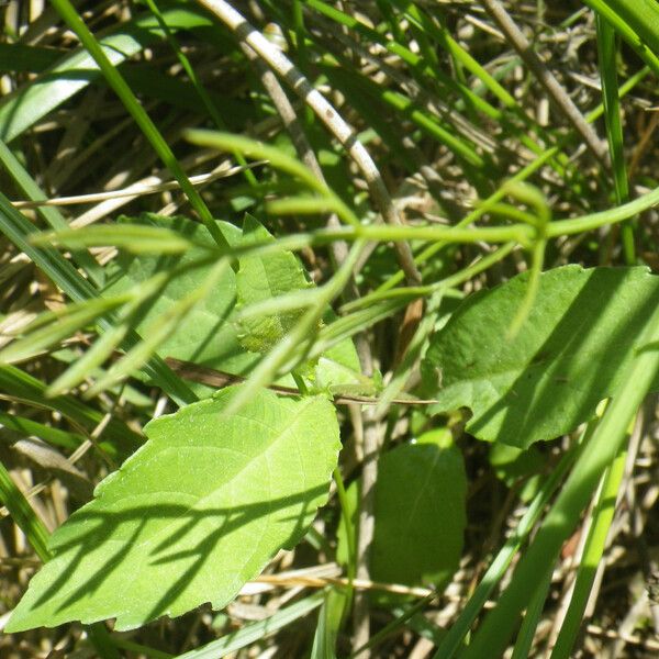 Oenanthe peucedanifolia 葉