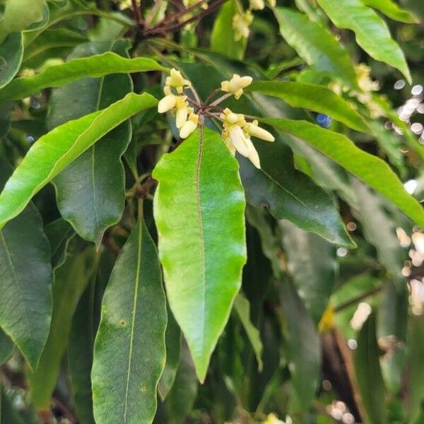 Pittosporum undulatum Flower