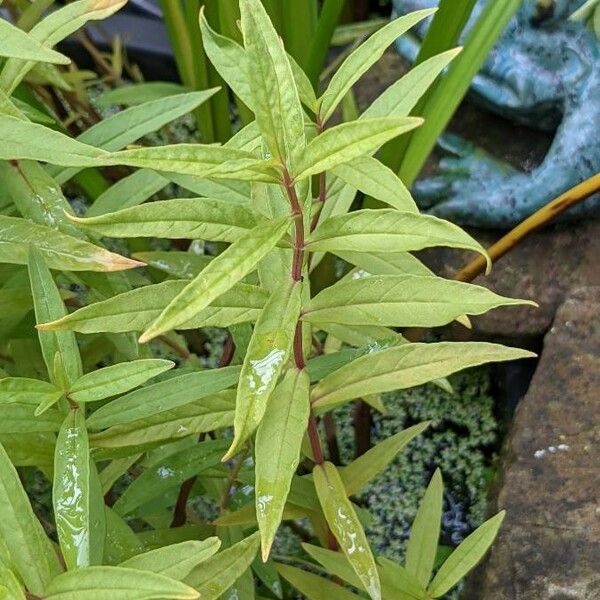 Lysimachia thyrsiflora 葉