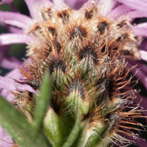 Centaurea corymbosa autre