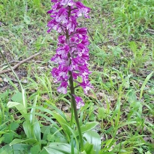 Orchis × hybrida Blüte