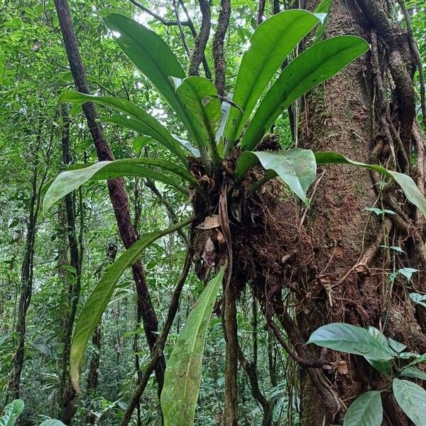 Philodendron wendlandii Лист