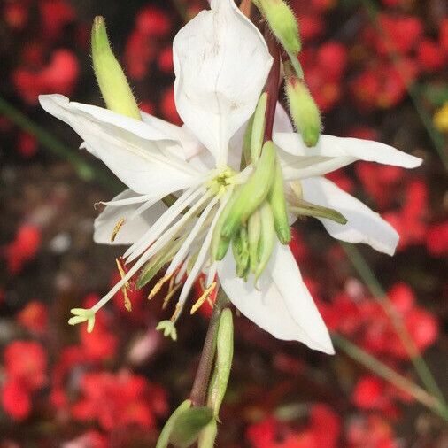 Oenothera lindheimeri 花