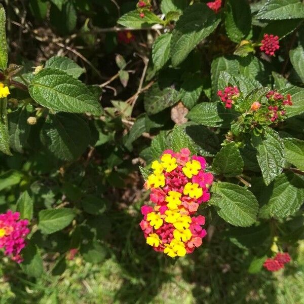 Lantana camara Žiedas