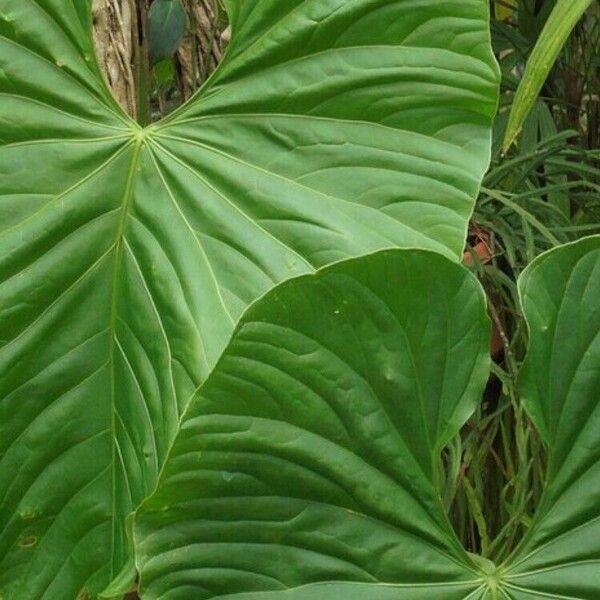 Anthurium dussii ഇല