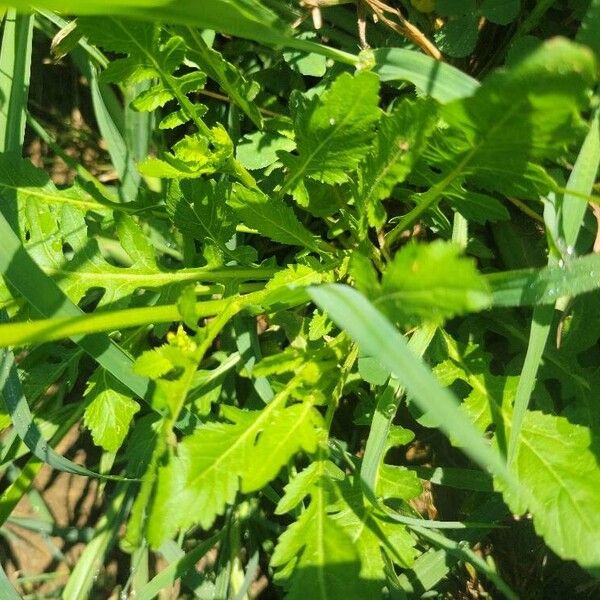 Rorippa palustris Leaf